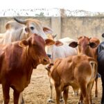 BJP effect on beef