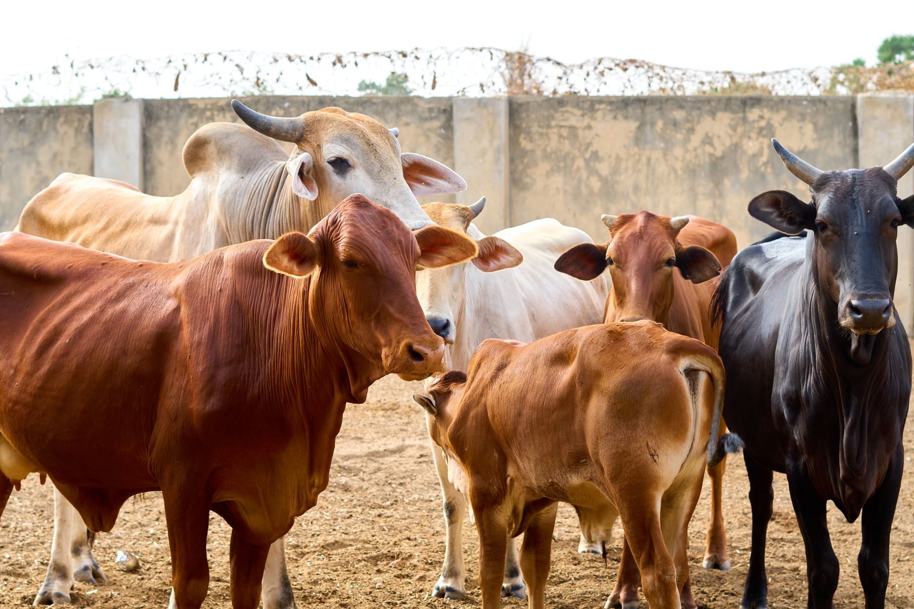 BJP effect on beef