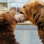 hunters lure bears