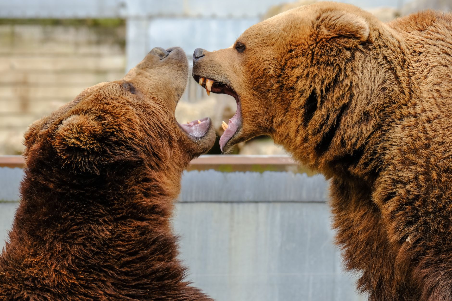 hunters lure bears